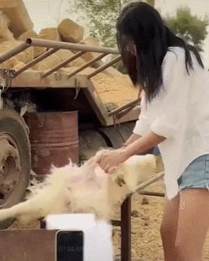 说是宰羊,但因为平台审核,视频都跳过或打码了杀羊放血掏内脏的步骤