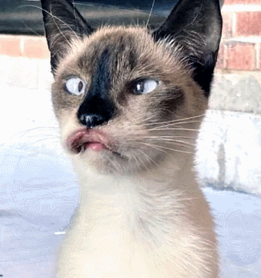 志愿者给流浪猫喂食,看到一只噘着嘴的斗鸡眼丑猫:这是天生的吗