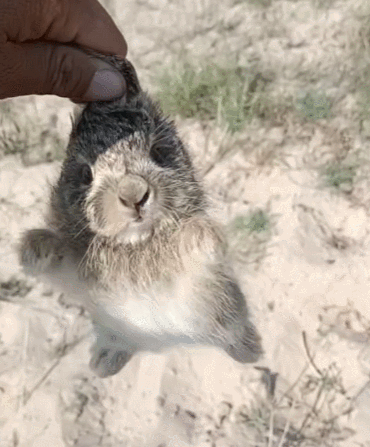 小哥放牛抓到小野兔,放生后兔子追着小哥跑:脾气还挺大的_腾讯新闻