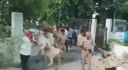 抗议当地政府未兑现援助承诺，印度人放出牛群“攻占”政府大楼