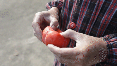 "今年台风少,大雨也少,柿子大丰收,真的很开心",曹粉华阿姨熟练地用手