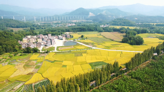 恩平秋日"丰"景美如画_腾讯新闻