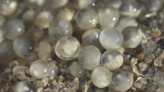 每到夏秋两季时,鲎就会雌雄成对乘潮来到海滩上掘洞产卵,鲎卵的数量之