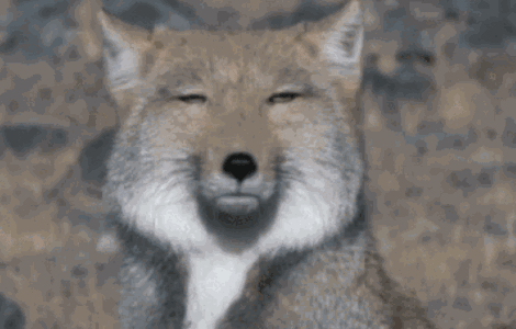 而今天要介绍的这位,是狐界颜值最低的,如地板砖一般的存在——藏狐.