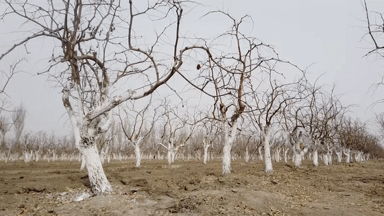 学报告明方向麦盖提县枣树涂白披新衣冬季养护正当时