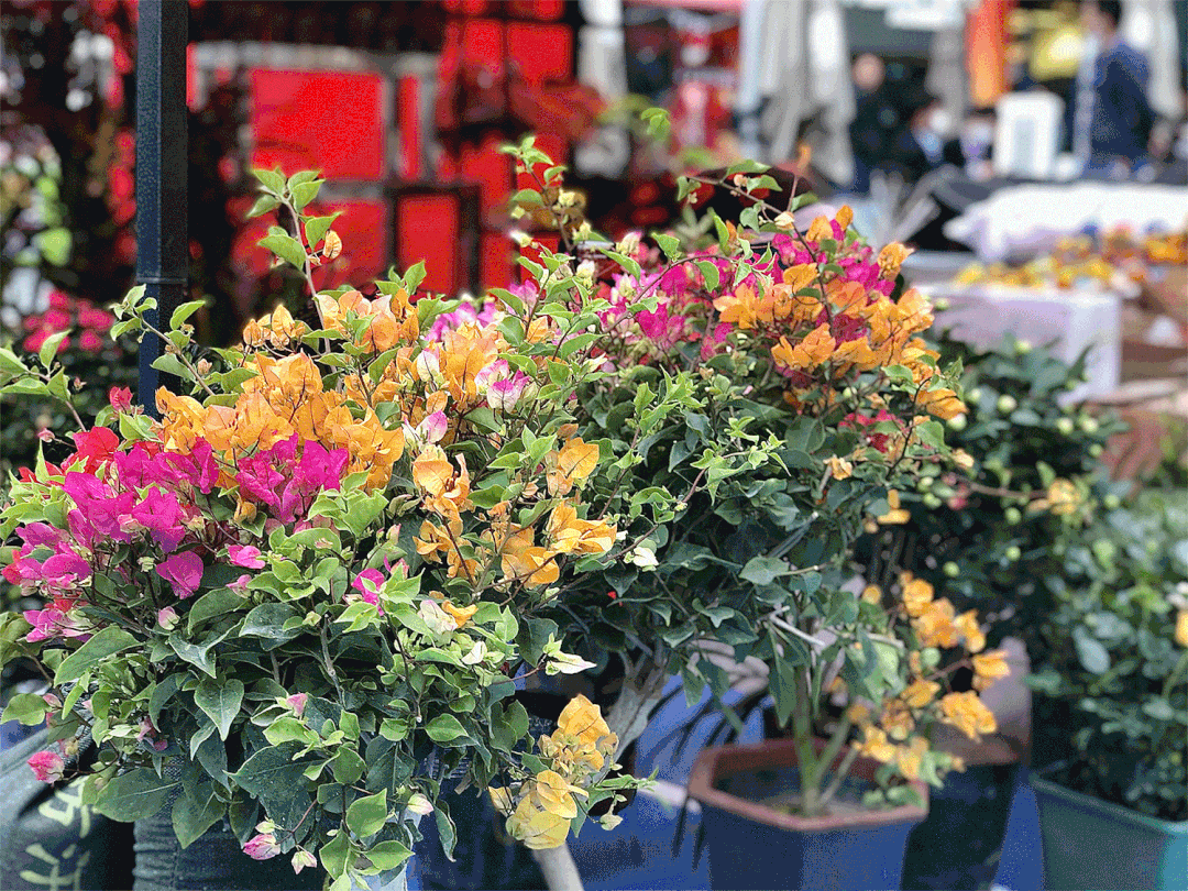 活动时间2023年1月10日-20日花街地点三水广场东,南广场三水广场春节