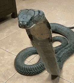 蛇为什么要吐舌头?