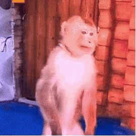 你们爱用的猴子表情包,演的全是我的精神状态_腾讯新闻