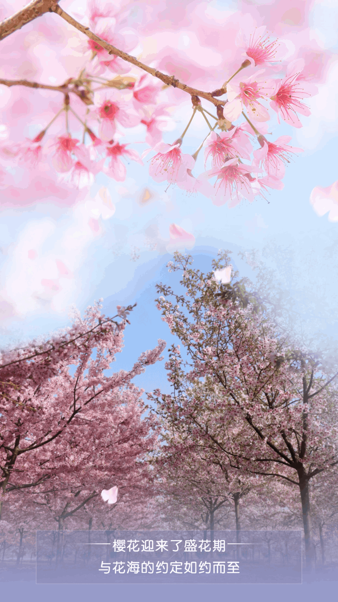 春天已至樱花已开多想与你来一场浪漫之约
