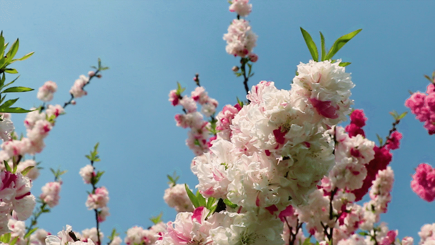 宝应夏集桃花节邀您来参加～_腾讯新闻