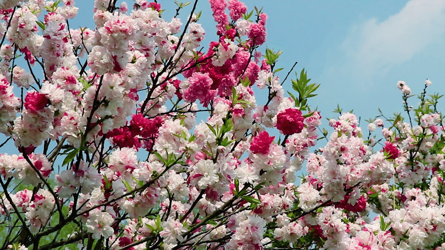 宝应夏集桃花节邀您来参加～_腾讯新闻