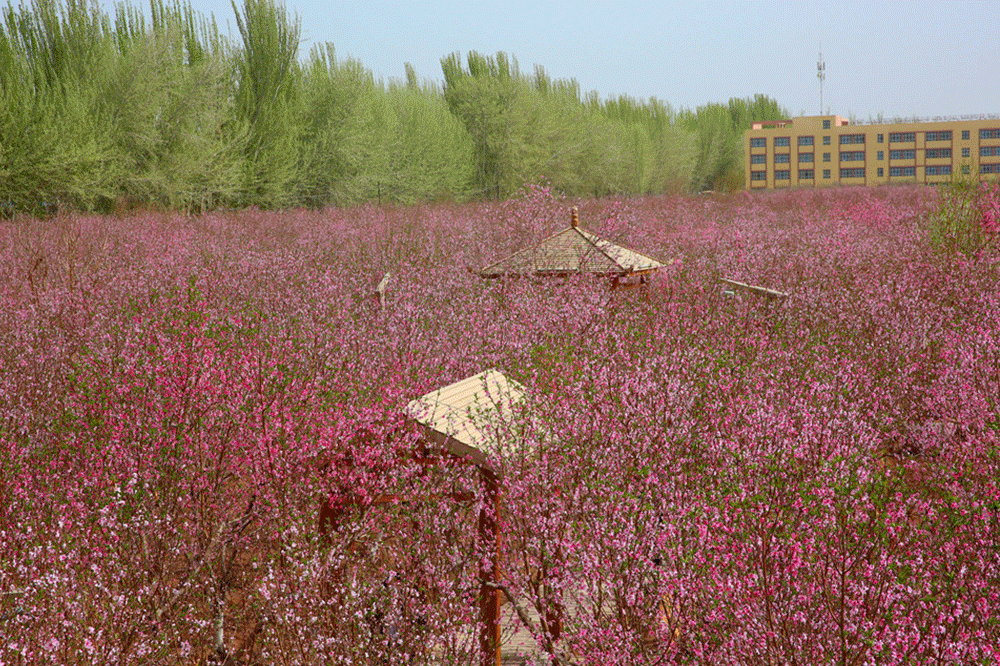 喀什市阿瓦提乡第八届桃花节即将盛大来袭