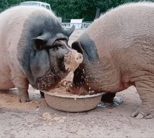 研究了一天猪食后,我不想做人啦!