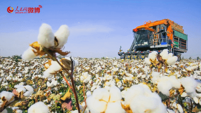 春天最治愈的事就是看新疆人种棉花