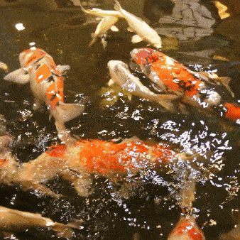 338_338gif 动态图 动图