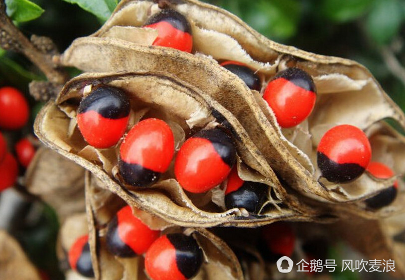 野草什么生成语_兔子吃什么野草图片(2)