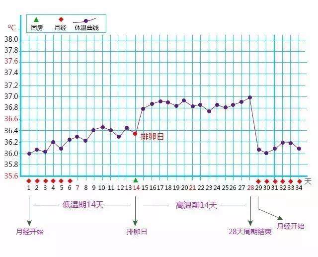 排卵试纸的原理是什么_排卵试纸怎么看是排卵(3)