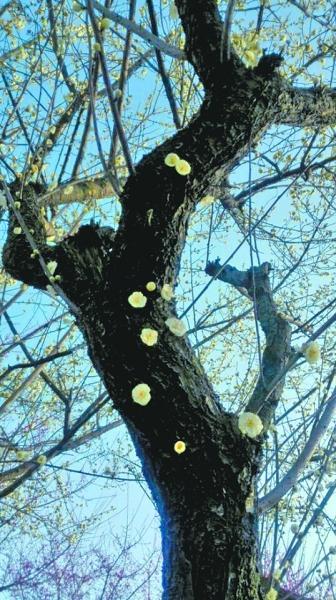 "树干开花"的老梅树.段丽华摄