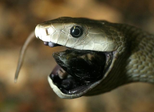 世界上最凶猛和危险的毒蛇,黑曼巴蛇