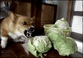 杨浦区中心医院|这种病致死率近100％！夏天尤其要当心！