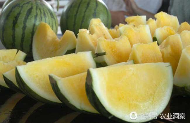 黄瓤西瓜是转基因品种?别闹了!市场价3-4元一
