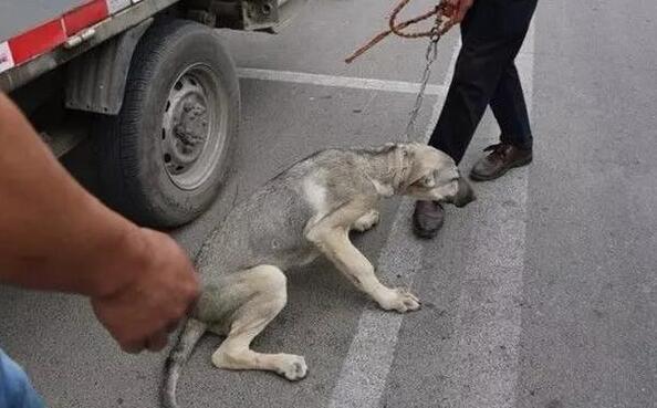 土狗碰瓷,躺地不走,众人爆笑,知道内情,泪如雨下