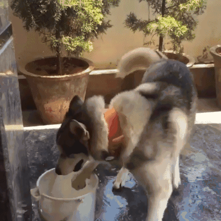 二哈:麻麻,这有个水桶成精了