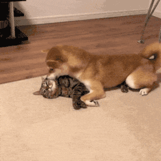 330_330gif 动态图 动图