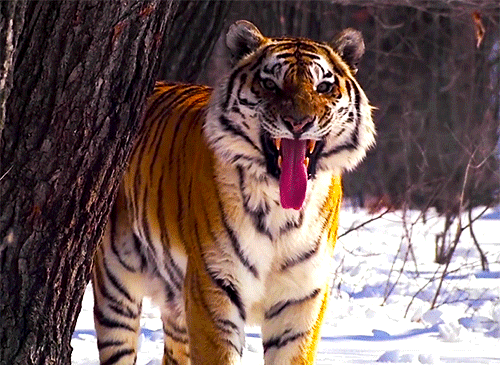 狮子|狮子和老虎谁才是真正的百兽之王？