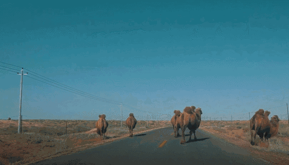 腾格里沙漠一年都很美