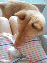 159_212gif 动态图 动图