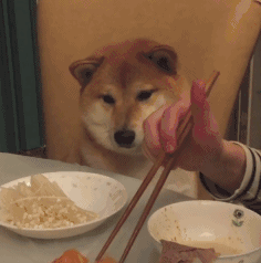 科学家|狗到底是不是由狼驯而化来的？科学家至今没搞懂……