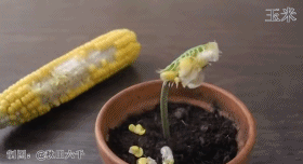 捕蝇草|植物也有记忆？科学家发现捕蝇草拥有30秒的短期记忆