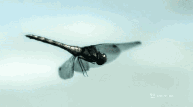 392_217gif 动态图 动图