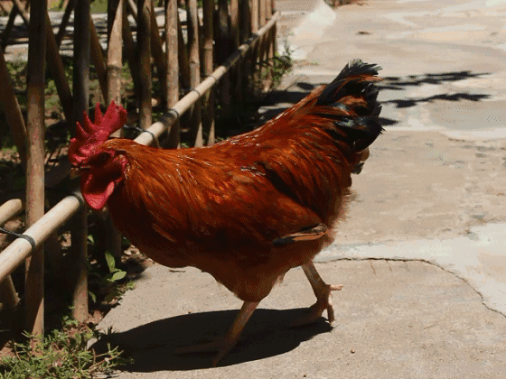 你就可以吃到正宗的文昌鸡和土鸡蛋如果在农村有个亲戚你就可以吃到原