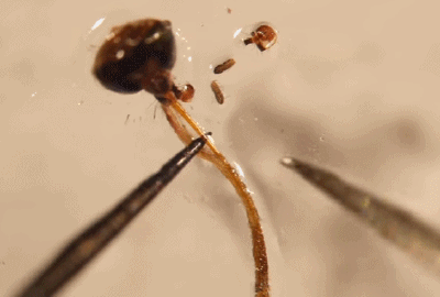 蚊子|全世界最“致命”的动物是什么？每一次叮咬可能传播4种疾病