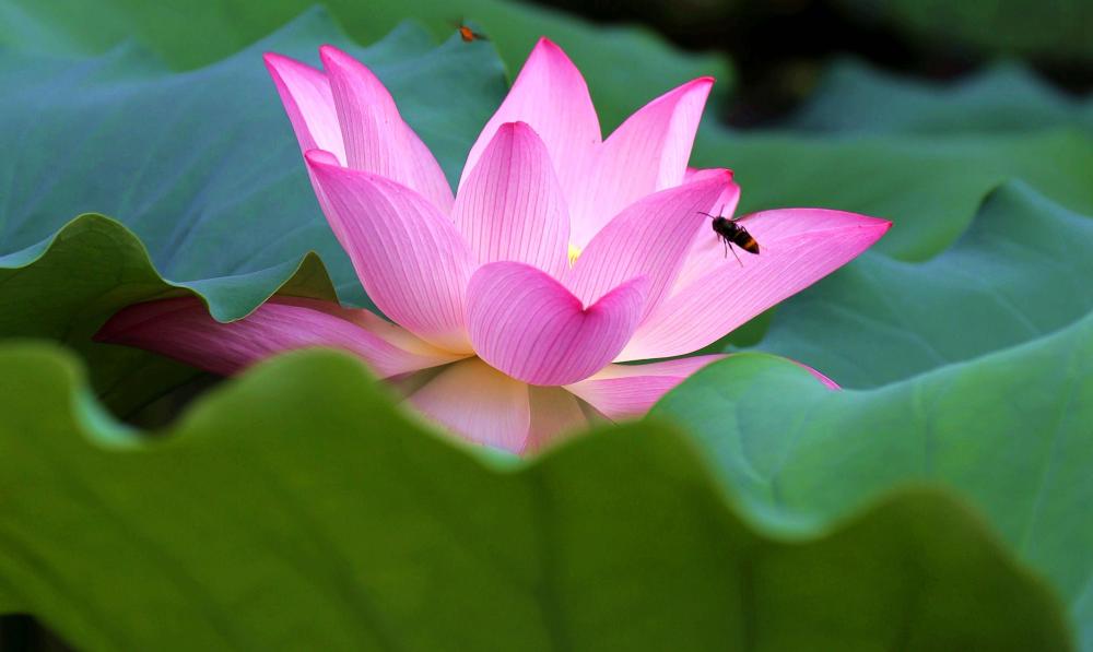 与有情众生共度情人节:如果爱 默默陪伴和思念