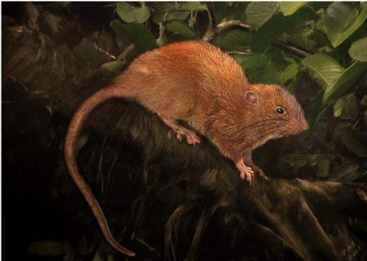 皮卡丘的亲戚？所罗门群岛发现濒临灭绝大老鼠