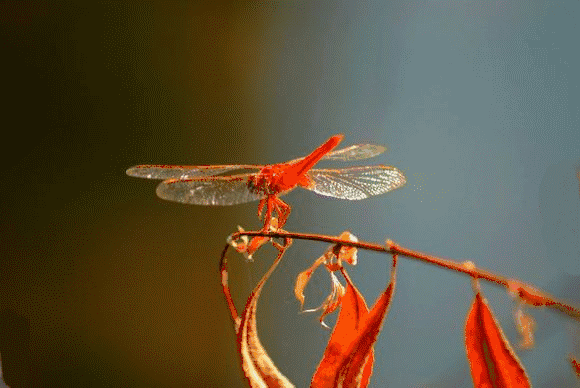 秋|听说，秋天是遗憾最多的季节