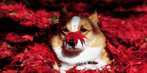 秋|听说，秋天是遗憾最多的季节