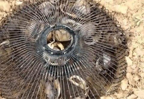 农村女孩用废弃"风扇网"埋在地下当陷阱,第二天收获多多