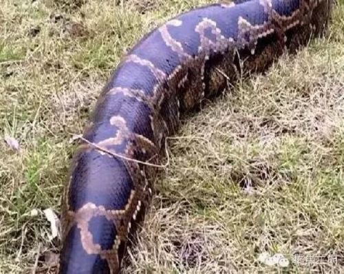 在森林公安检查后,确认蟒蛇身体未受外伤,适应野外放生.