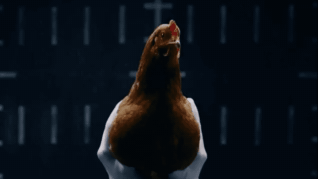 "鸡头防抖"为啥如此nb!什么?其实人类也有这功能?