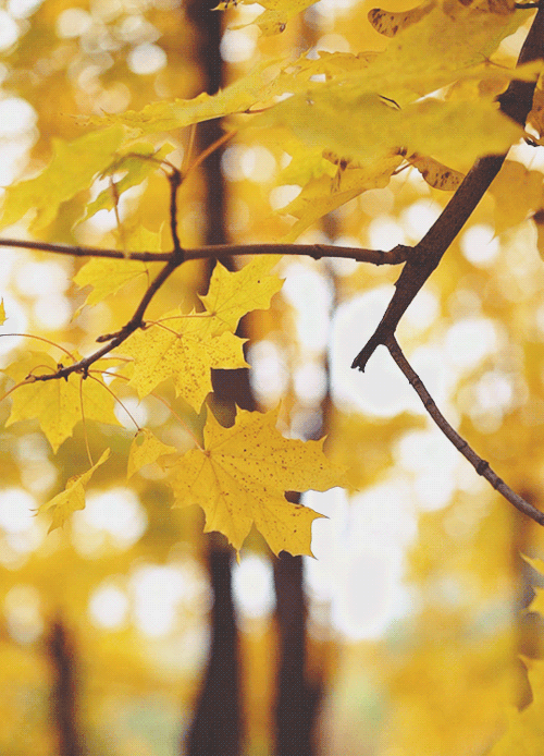 500_694竖版 竖屏gif 动态图 动图