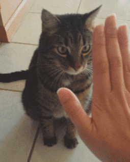 其实是它们手欠而已!美团外卖,大额红包天天领!