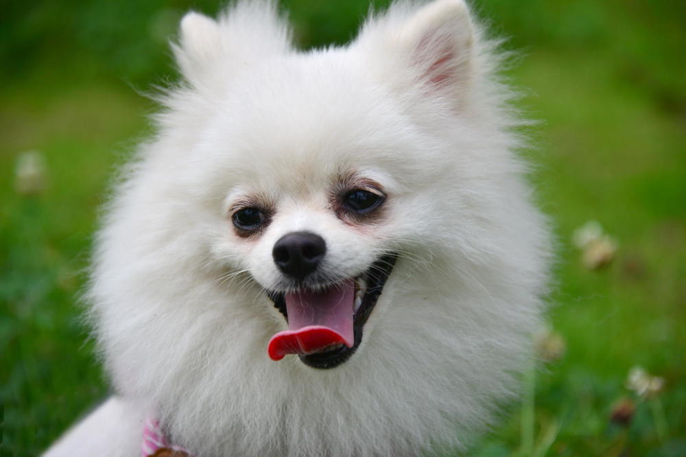 世界上最长寿的犬 没想到第一名是它 你家狗狗上榜了吗 腾讯网