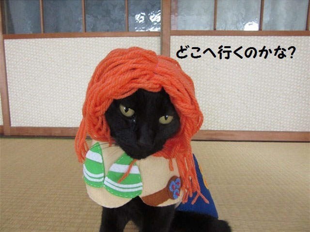 这只娜美有凹凸！日本黑猫COS《航海王》