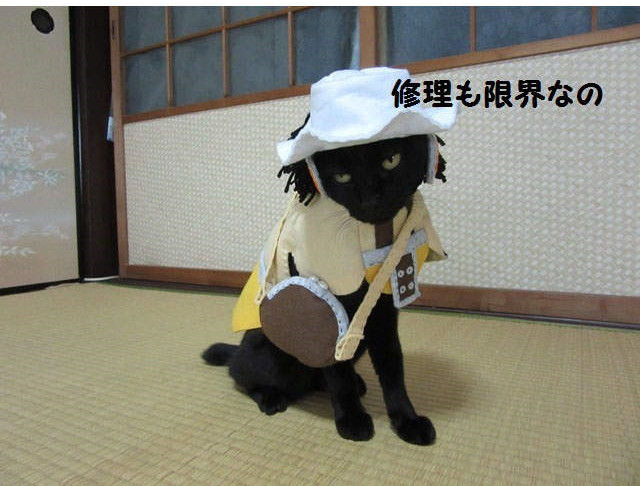 这只娜美有凹凸！日本黑猫COS《航海王》