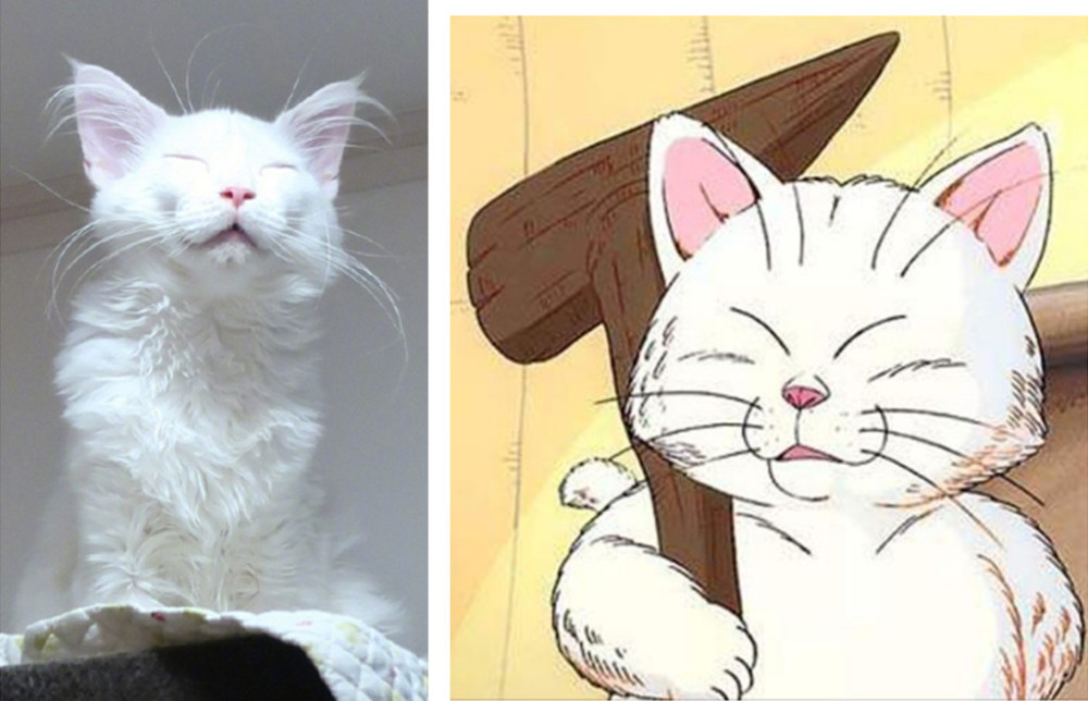 日本网友养了一只长毛白 长相酷似猫仙人