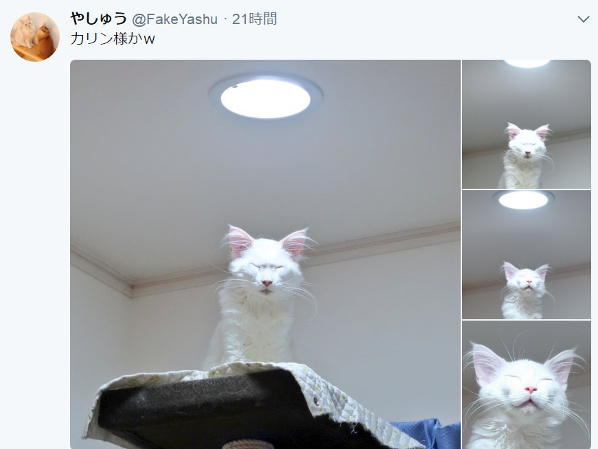 日本网友养了一只长毛白 长相酷似猫仙人